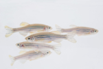Photo of five zebrafish.