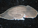 17708_de.jpg