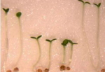 Arabidopsis-Keimlinge wachsen schlechter, wenn das Gen STO ausgeschaltet wird (vier Keimlinge in der Mitte)