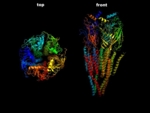 Structure of a protein seen from the side and from above.<br />