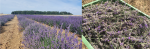 You can see strips of flowering lavender bushes and a box filled with harvested lavender flowers and stalks.