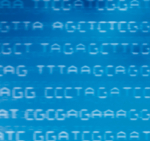 Das Foto zeigt Buchstaben einer DNA-Sequenz