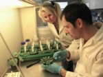 Prof. Iwona Adamska and biologist Jens Lohscheider working at a clean bench in the laboratory