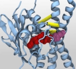 Sensor-Histidinkinase-Protein