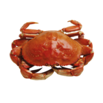 crab-332103_1920.png