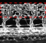 Nature-Com-Nervenzellen-modulieren-Wachstum-von-Blutgefaessen.jpg