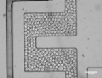 Ausschnitt aus dem Mikrofluidik-System von Velabs, das dicht gepackt ist mit einzelnen Tröpfchen