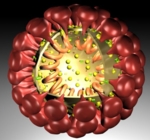 Coronavirus, Modell