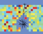 Zu sehen ist eine farbige Grafik einer Nervenzelle und ihr näheres Umfeld. Die Stärke der Reaktion einer nachgeschalteten Zelle (schwarz) auf die Aktivierung vorgeschalteter Zellen in dem jeweiligen Bereich des Gewebeschnitts ist farbkodiert dargestellt.