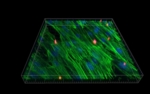Zu sehen ist die schematische Darstellung des Zellwachstums auf den Mikrochips. Die Zellen wurden mit fluoreszenten Farbstoffen eingefärbt. Zellkerne leuchten blau, Aktinfilamente grün.