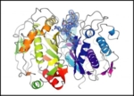 The structure of human thymidylate synthase with an inhibitory peptide bound at its dimer interface determined by x-ray crystallography can be seen in a schematic representation.