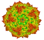The figures shows a model of a spherical parvovirus. Parvoviruses are non-enveloped viruses, which makes them rather resistant against external influences.