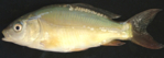 Mirror carp with its characteristic scale reduction.<br />