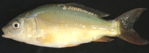 09572_de.jpg
