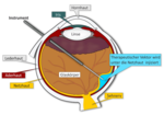 Schematic cut through an eye into which the gene therapy is injected.