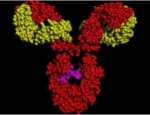 The photo shows a Y-shaped molecule. The major branch is shown in red and the other two in yellow.<br />