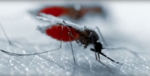 Anopheles-Moskito beim Stich.