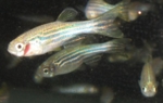 Zebrafish in a fish tank