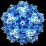 Computergenerierte Darstellung eines Parvovirus