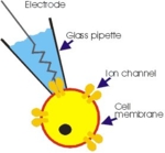 Patch-Clamping: Mithilfe einer Glaspipette wird ein Membranfleck (patch) einer Zelle angesaugt. (Abbildung: NMI)