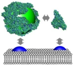 farbige Modelldarstellung der Interaktion zwischen einem Nanopartikel und der Zelloberfläche