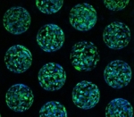 300microns-3D-Zellaggregate.jpg