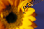 Im Vordergrund sieht man eine Glas-Pipettenspitze von der eine durchsichtige Flüsigkeit tropft. Im Hintergrund ist unscharf eine gelbe Sonnenblume zu erkennen.