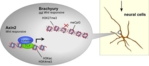 The right part of the schematic shows a nerve cell and the left the interior of a nerve cell where two gene segments are highlighted: one of these segments is Axin2, which has bound to ß-catenin after having received a Wnt signal, and is activated; the other is Brachyury which das not bind to ß-catenin.