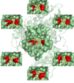 Änderung des Zugangs zum katalytisch aktiven Häm (gelb) in einer bakteriellen Monooxygenase durch Mutation von zwei "Hotspots" (rot). Die Form der Bindungsstelle in sechs hochselektiven Mutanten unterscheidet sich von der Bindungsstelle des natürlich vorkommenden Enzyms (Mitte).