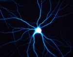 Neuron2.jpg