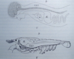 17923_de.jpg