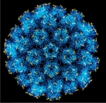 Schematische Darstellung eines großen, blauen, runden Virus.