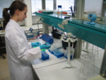 The photo shows a laboratory technician purifying the DNA required for the preliminary investigation of the seeds used in the studies. The purified DNA is then amplified and investigated for the presence of genetically modified DNA fragments.