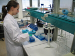 Das Bild zeigt Pipettierarbeiten zur Aufreinigung von DNA, die für die Voruntersuchungen des im Ringversuch verwendeten Saatguts notwendig sind. Die aufgereinigte DNA wird anschließend vermehrt und auf gentechnisch veränderte DNA-Stücke untersucht.