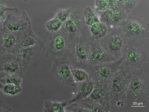 Das Bild zeigt Mikroskopaufnahmen von Modellzelllinien.