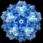 Computersimulation der Oberfläche eines Parvovirus