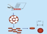 The schematic shows how blood samples are collected on paper.