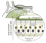 Schematic showing how pharmaceutical substances travel directly from the nose to the brain by way of the olfactory nerve. From the olfactory mucosa, the substances travel up through the ethmoid bone and from there to the olfactory bulb where the fascicles of olfactory nerve end. <br />