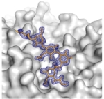 Grafische Darstellung der Bindungsstelle des JC-Polyomavirus an seine Wirtszelle. Die gelbe Molekülstruktur zeigt die Zuckerreste auf der Oberfläche der Wirtszelle, die in der grau umrissenen Bindungstasche von Virusprotein umhüllt werden.