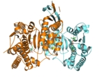The figure shows a model of the IDH1 complex. Two polypeptide chains (brown and light blue) form a dimer between which the substance BAY 1436032 (yellow) binds.