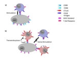 Schematic showing T-cell activation without and without CTLA4.