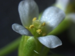 Zu sehen ist eine Blüte mit weißen Blütenblättern und gelben Staubgefäßen.