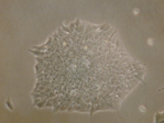 Zu sehen sind  in einer Mikroskopie-Aufnahme, wie Stammzellen beieinander bleiben.