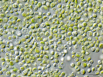 Chlorella-Mikroalgen