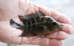 Ein Fisch liegt in einer flachen Hand
