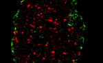 Teaser-3D-Spheroids-HS-Mannheim-M2Aind.jpg