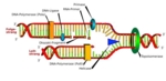 The replication fork, which is created through the action of the enzyme helicase, and all the enzymes that are important for DNA replication. The schematic depicts the mechanism of DNA replication.