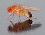 The photo shows a small fly with red eyes.