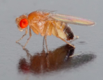 Zu sehen ist eine kleine Fliege mit roten Augen.