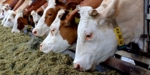 Fressende Kühe im Stall. Der Einsatz von Antibiotika in der Tierhaltung ist streng geregelt.